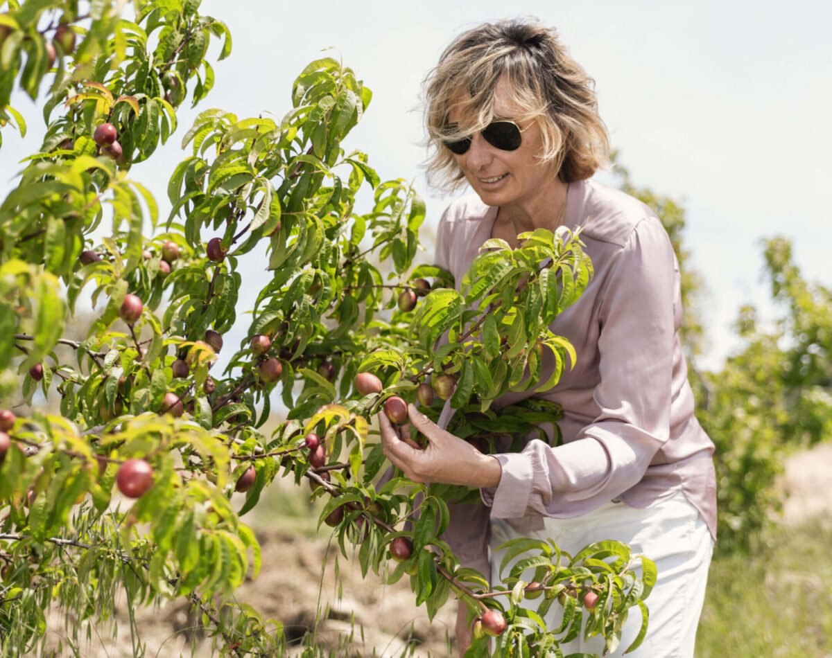 our founder picking plums for organic jam