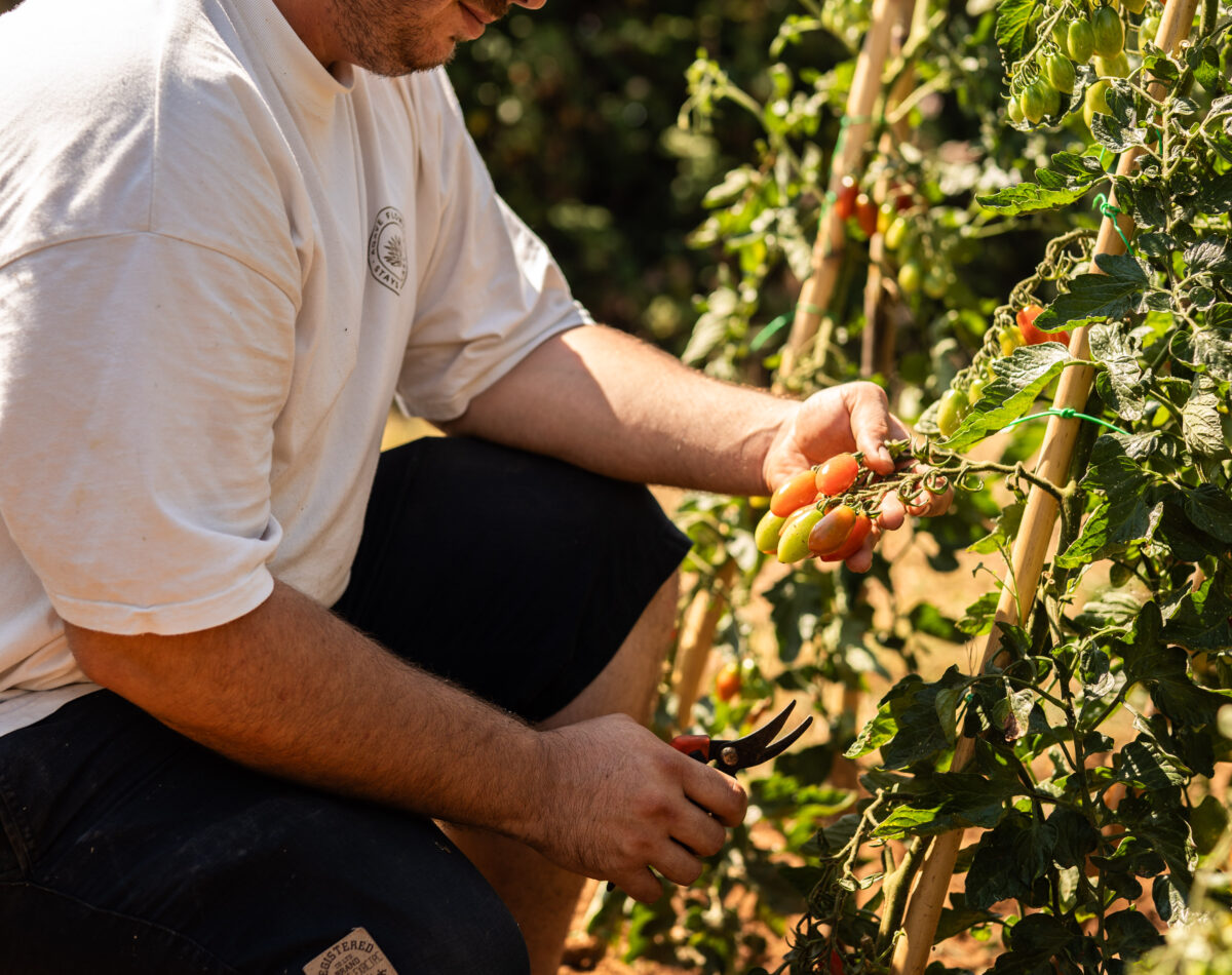 tomatoes harvest in the gardenn
