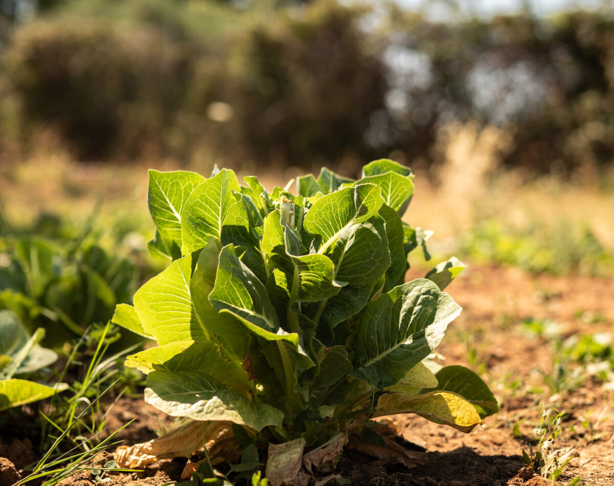 organic lettuce in the garden