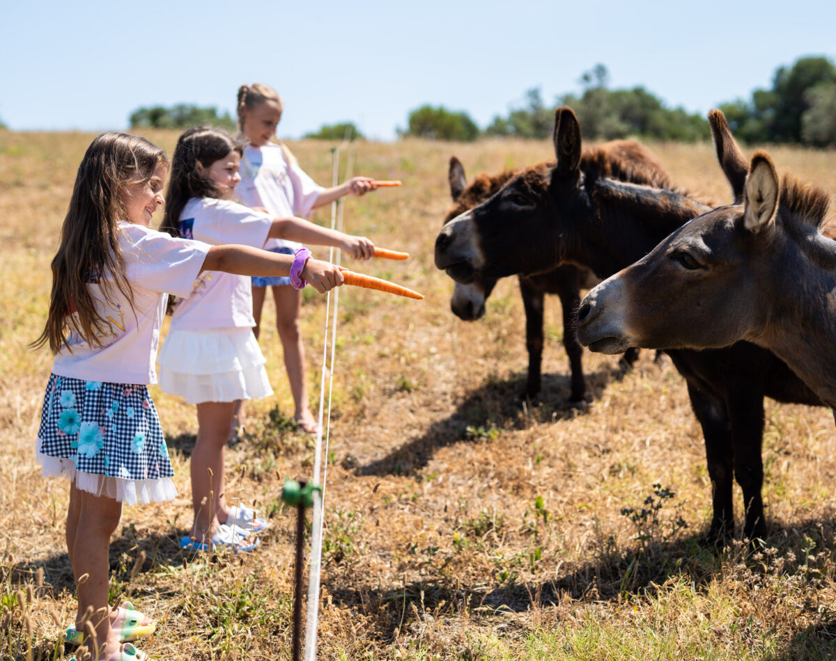children feeding the donkeys