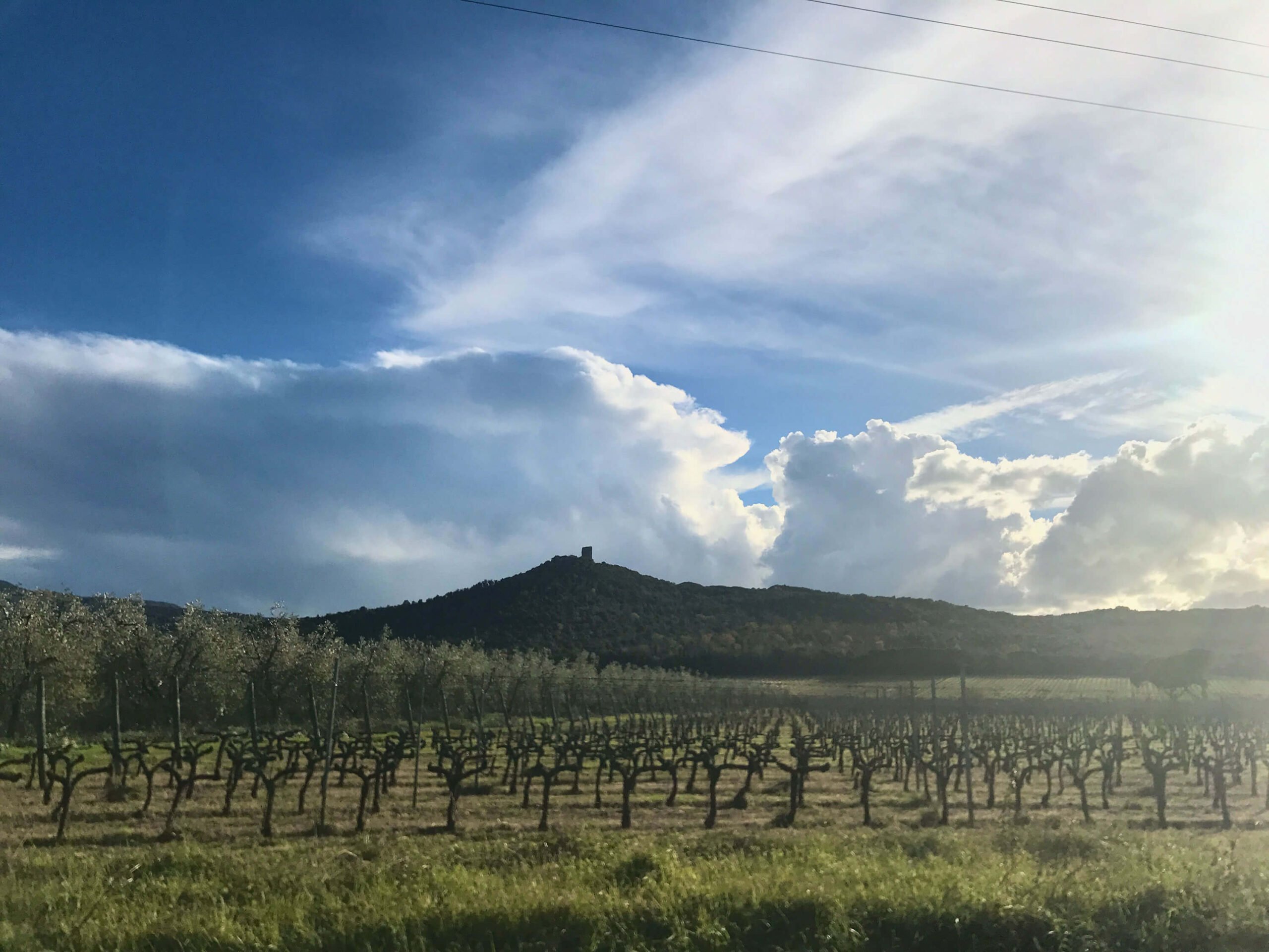 bolgheri castle and vineyard in tuscany