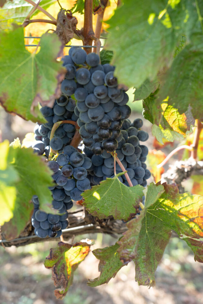 grapes in tuscany on the wine road