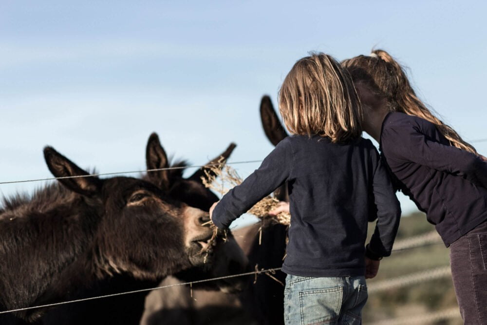 children feeding the donkeys wit hay