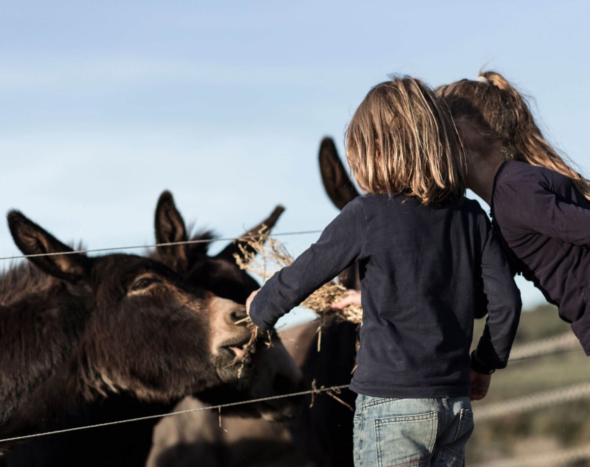 children feeding the donkeys wit hay at podere l'agave San Vincenzo