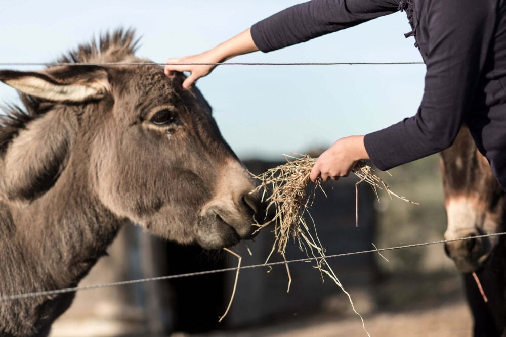 feed the donkey hay