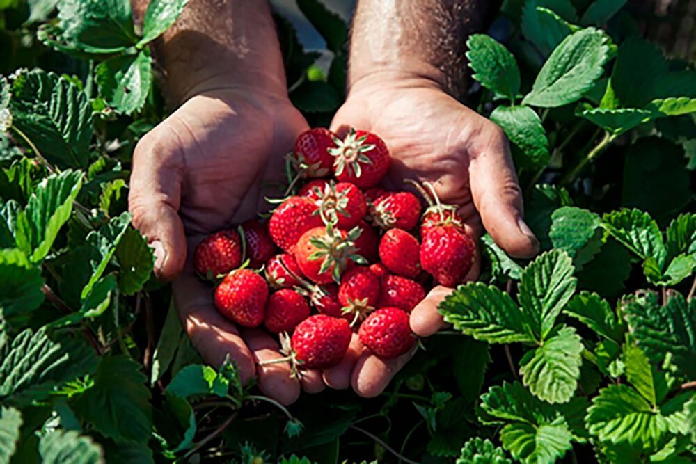 freshly harvested strawberries
