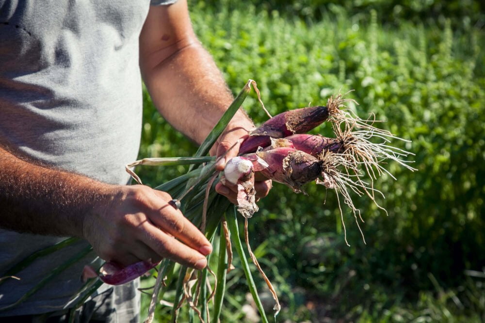 our farmer harvesting spring onions in the garden