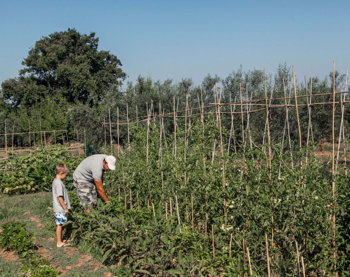 father and son in the vegetables garden in agriturismo san vincenzo