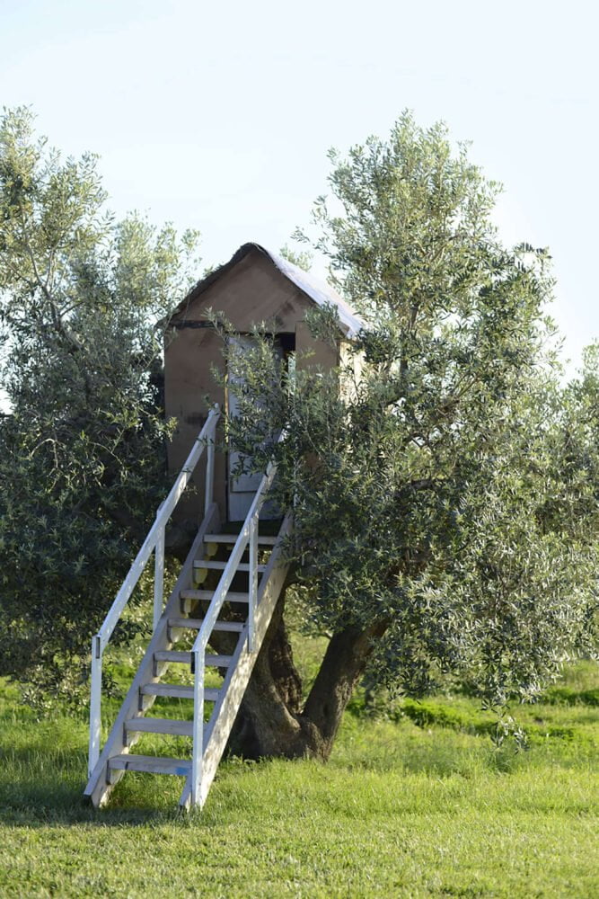 tree house in the olive garden in san vincenzo