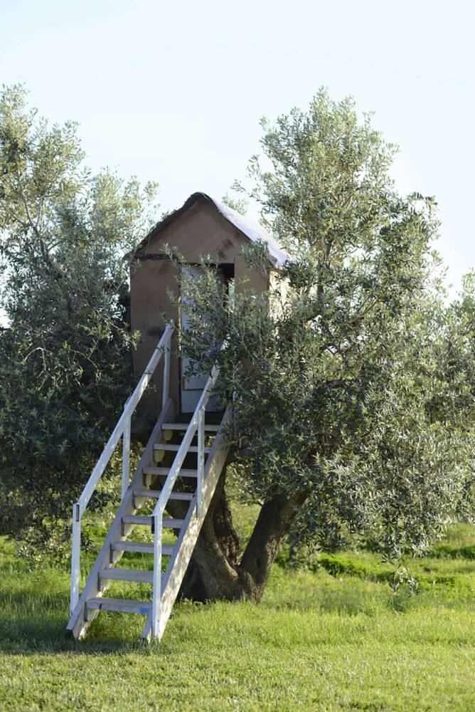 tree house in the olive garden in san vincenzo