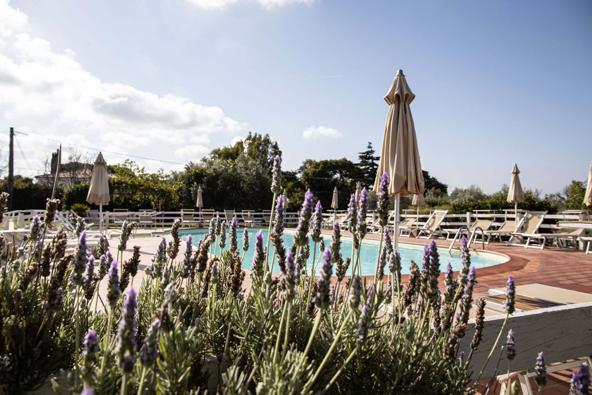 swimming pool with lavander in the sun