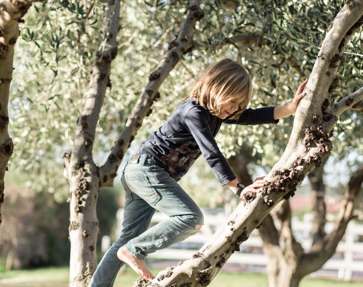 child climbing an olive tree in agriturismo san vincenzo