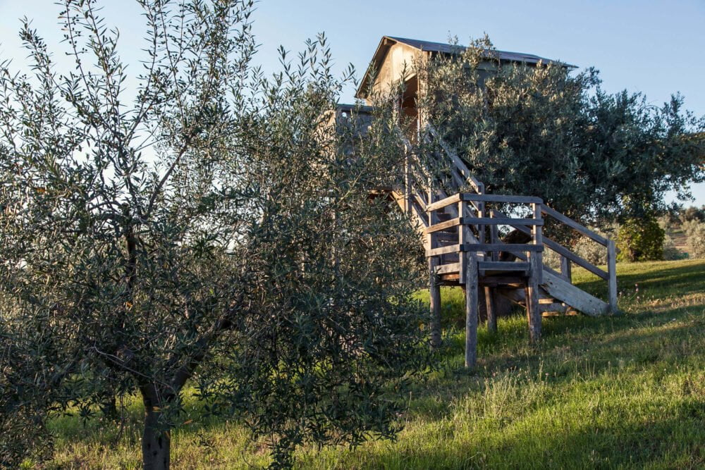 our tree house in the olives garden