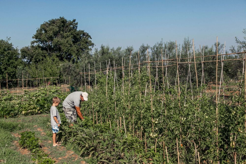 our farmer with a kid in the vegetables garden at podere l'agave San Vincenzo