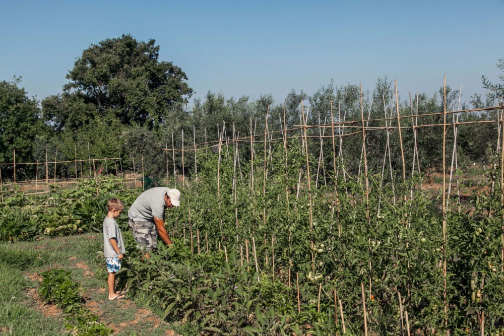 our farmer with a kid in the vegetables garden at podere l'agave San Vincenzo