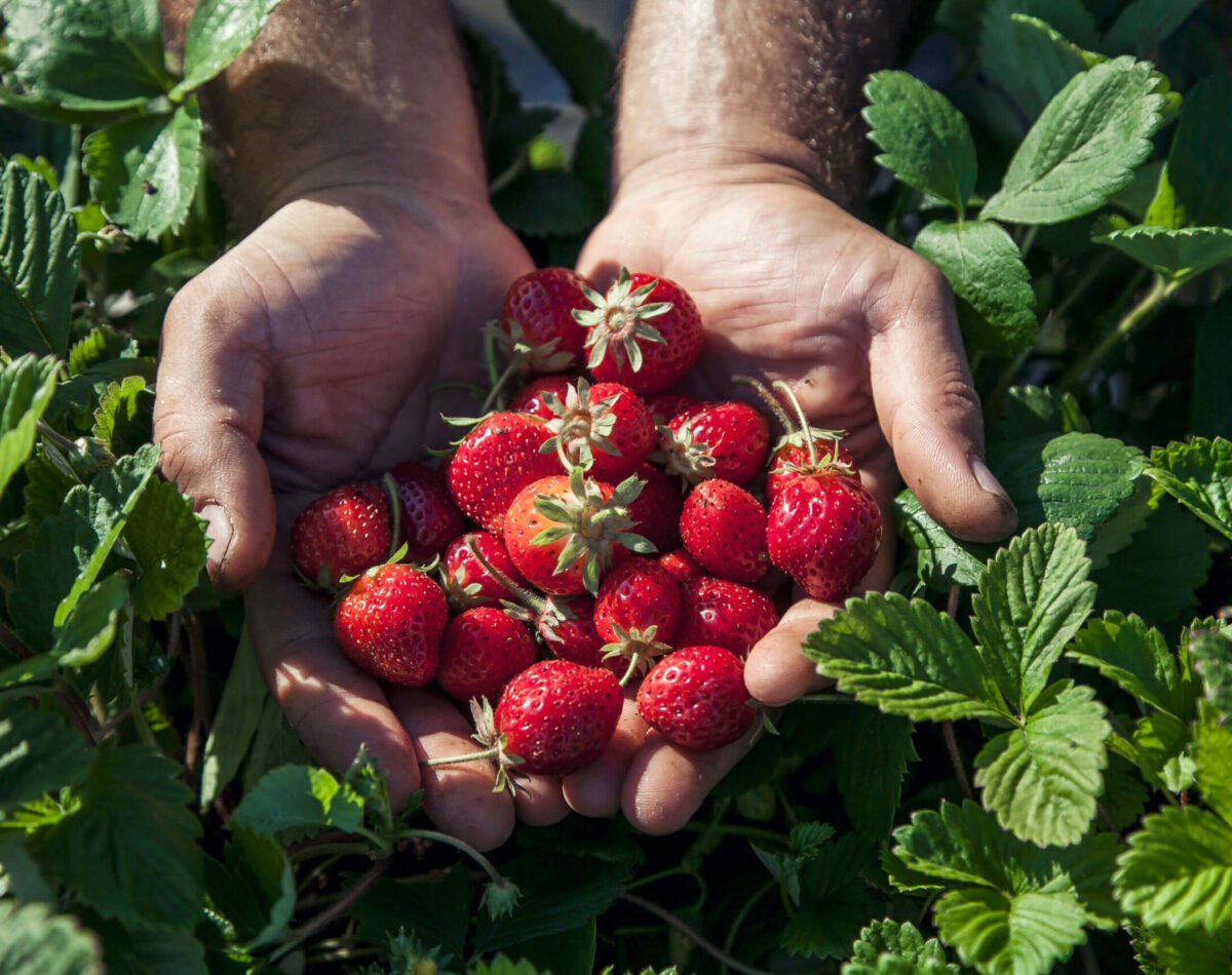 organic strawberries harvested in the fields at podere l'agave San Vincenzo
