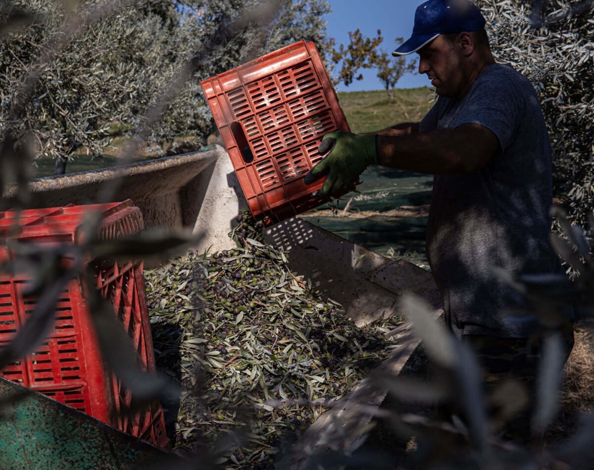 our farmer harvesting the olives in the olive garden at podere l'agave San Vincenzo