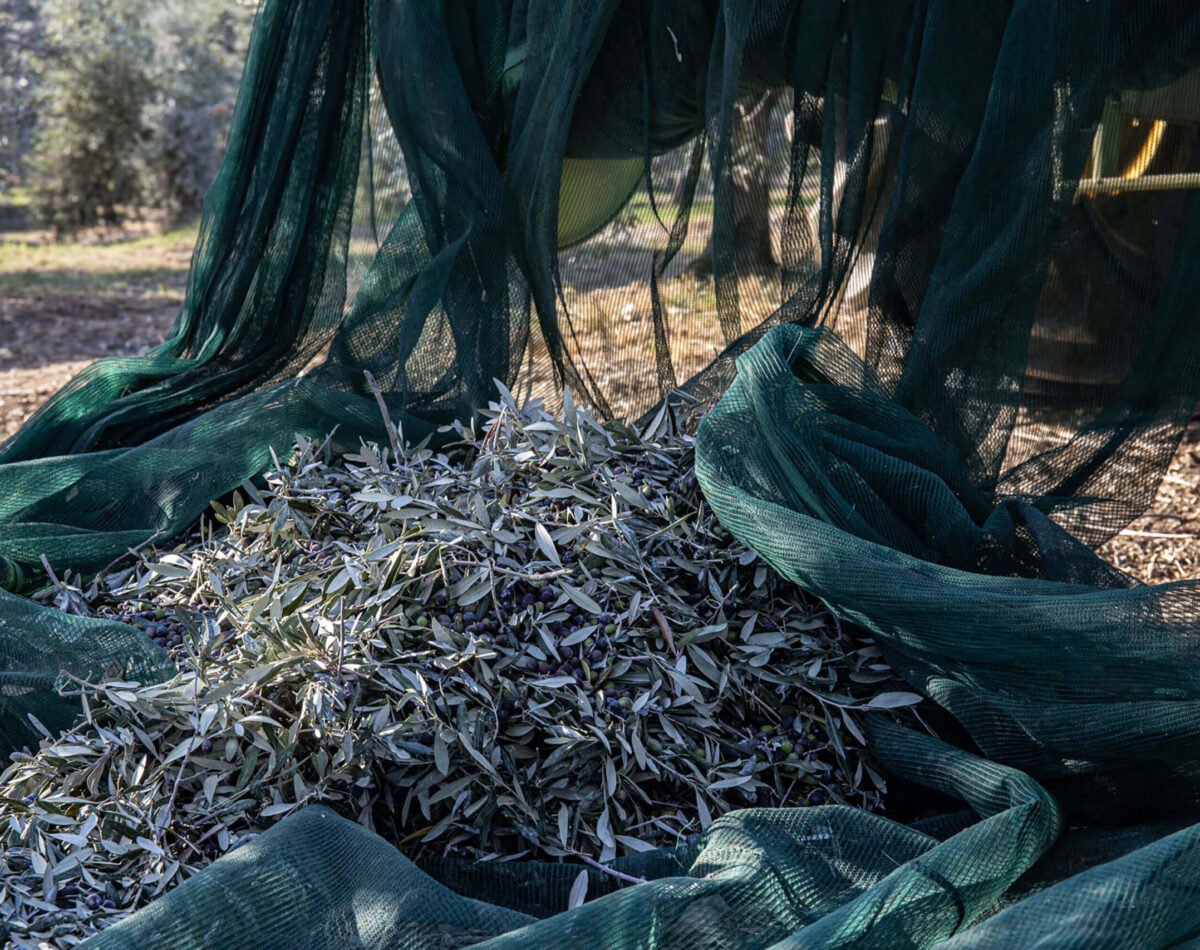 olive harvesting with net at podere l'agave San Vincenzo