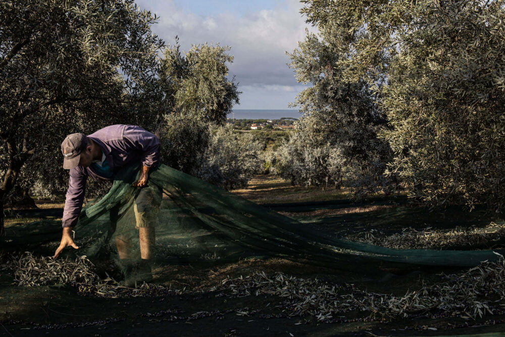olive harvesting by hand at podere l'agave San Vincenzo