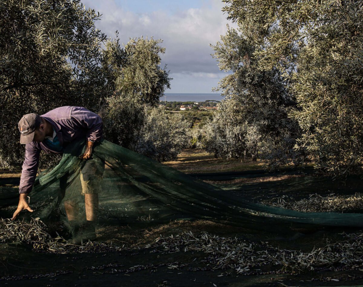 olive harvesting by hand at podere l'agave San Vincenzo