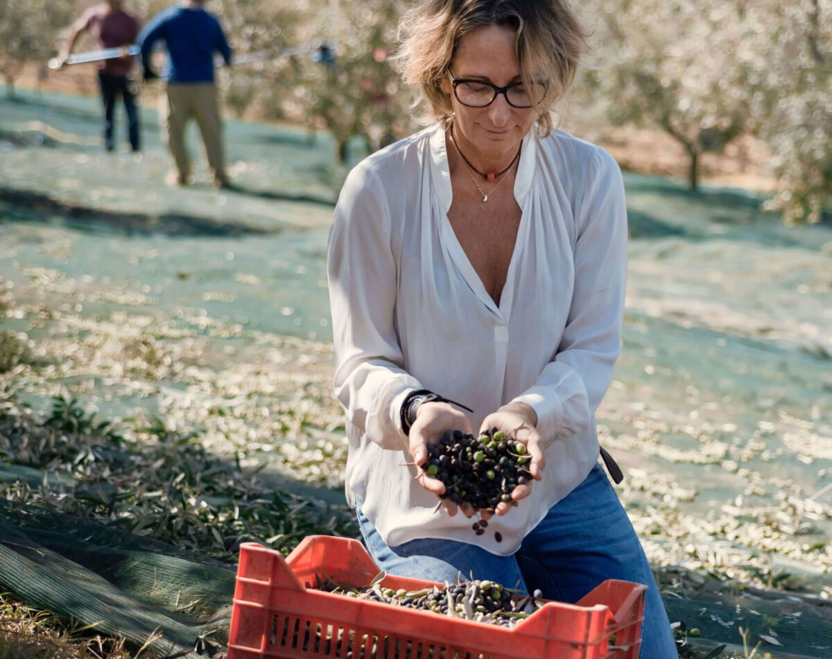 olive harvesting in our fields at podere l'agave San Vincenzo