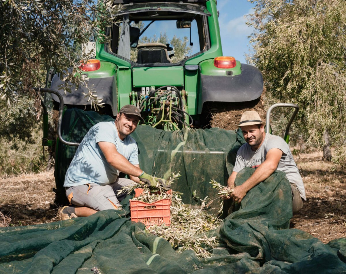 our farmers during the olive harvesting at podere l'agave San Vincenzo