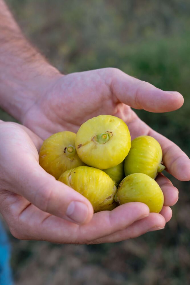 freshly picked figs