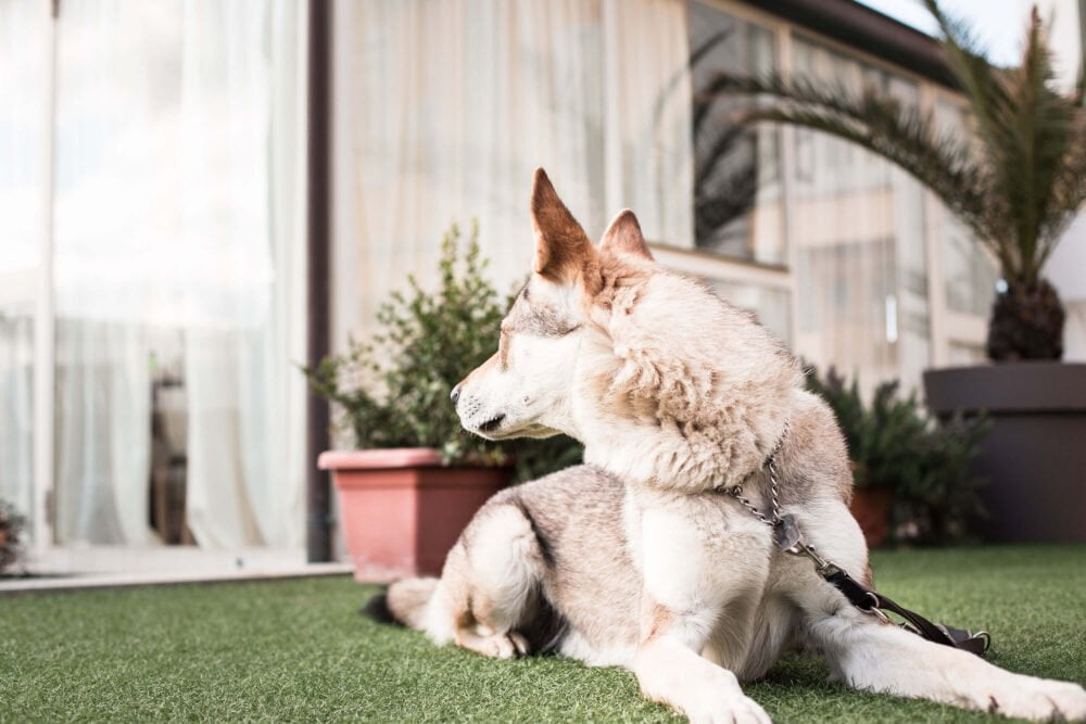 dog in hotel with private garden in san vincenzo