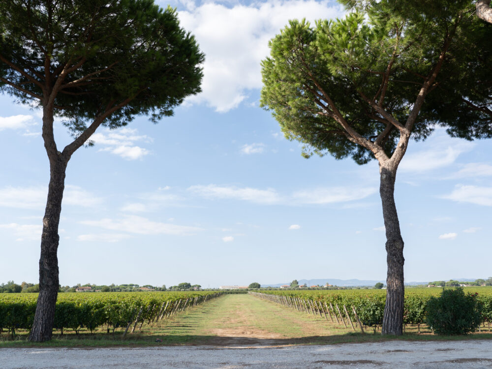 vineyard with big pines on the wine road in bolgheri